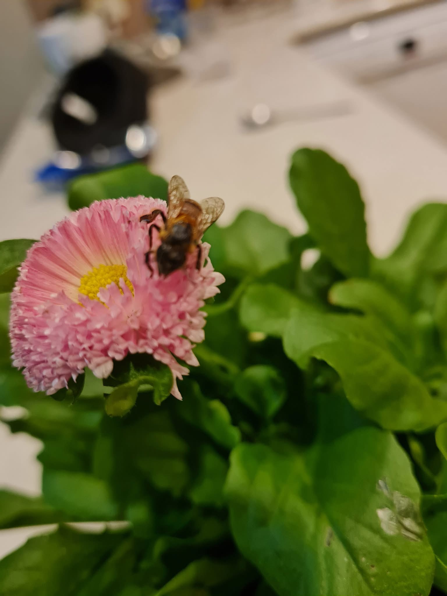 Buzzy Bee