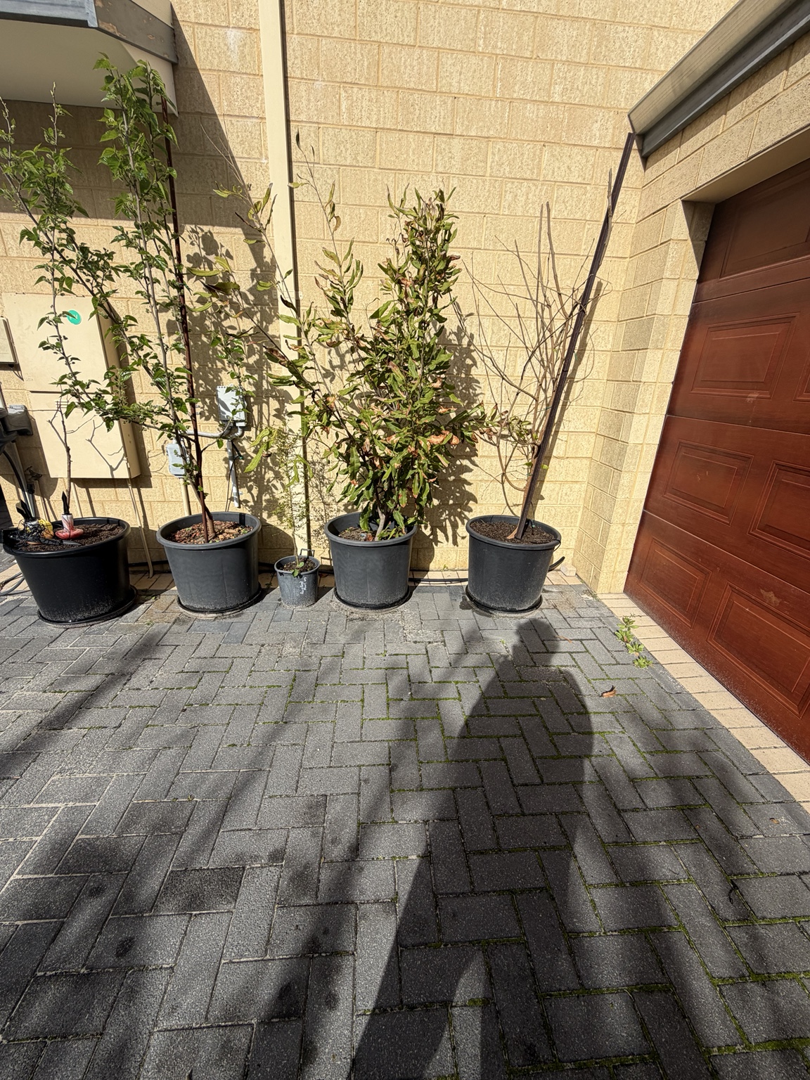 Potted trees on the paving