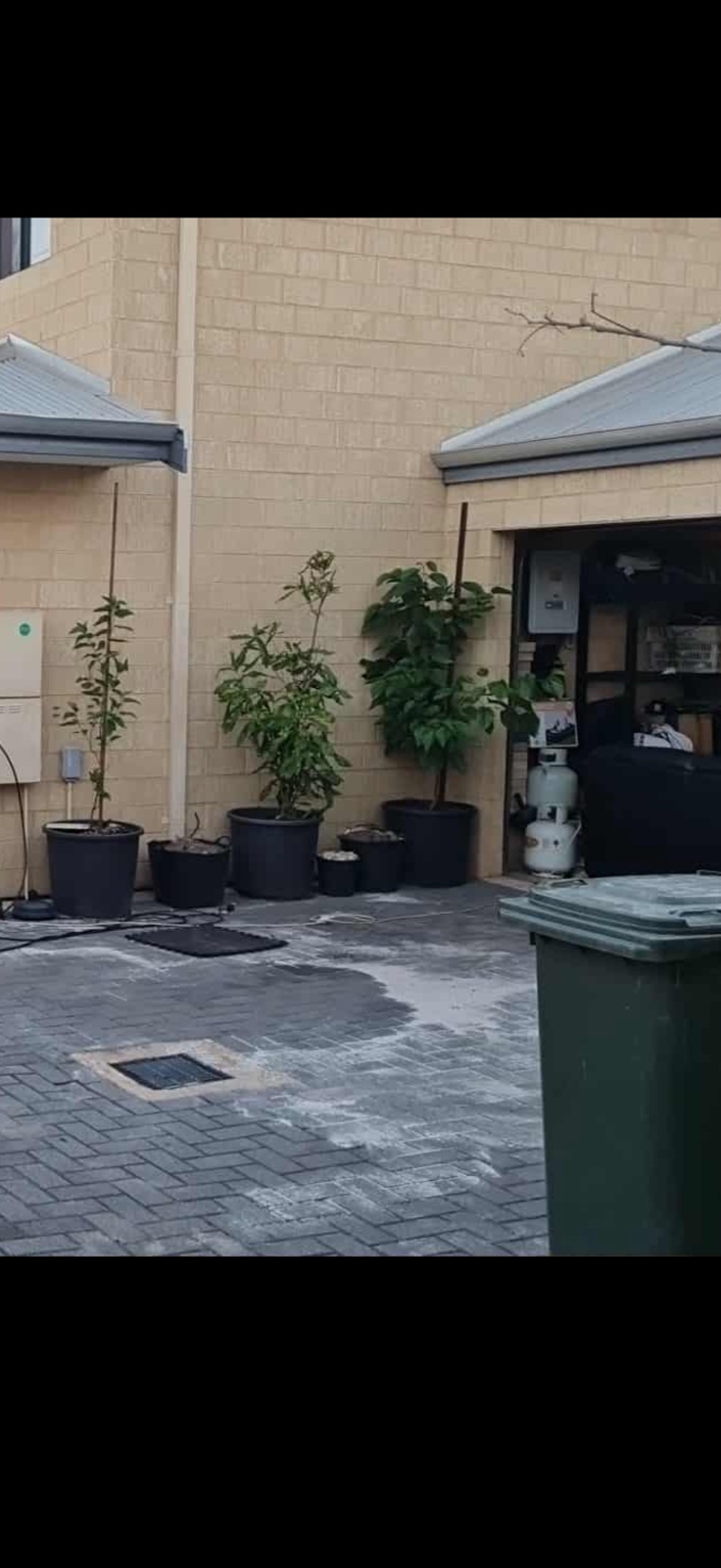 Potted plants along the house