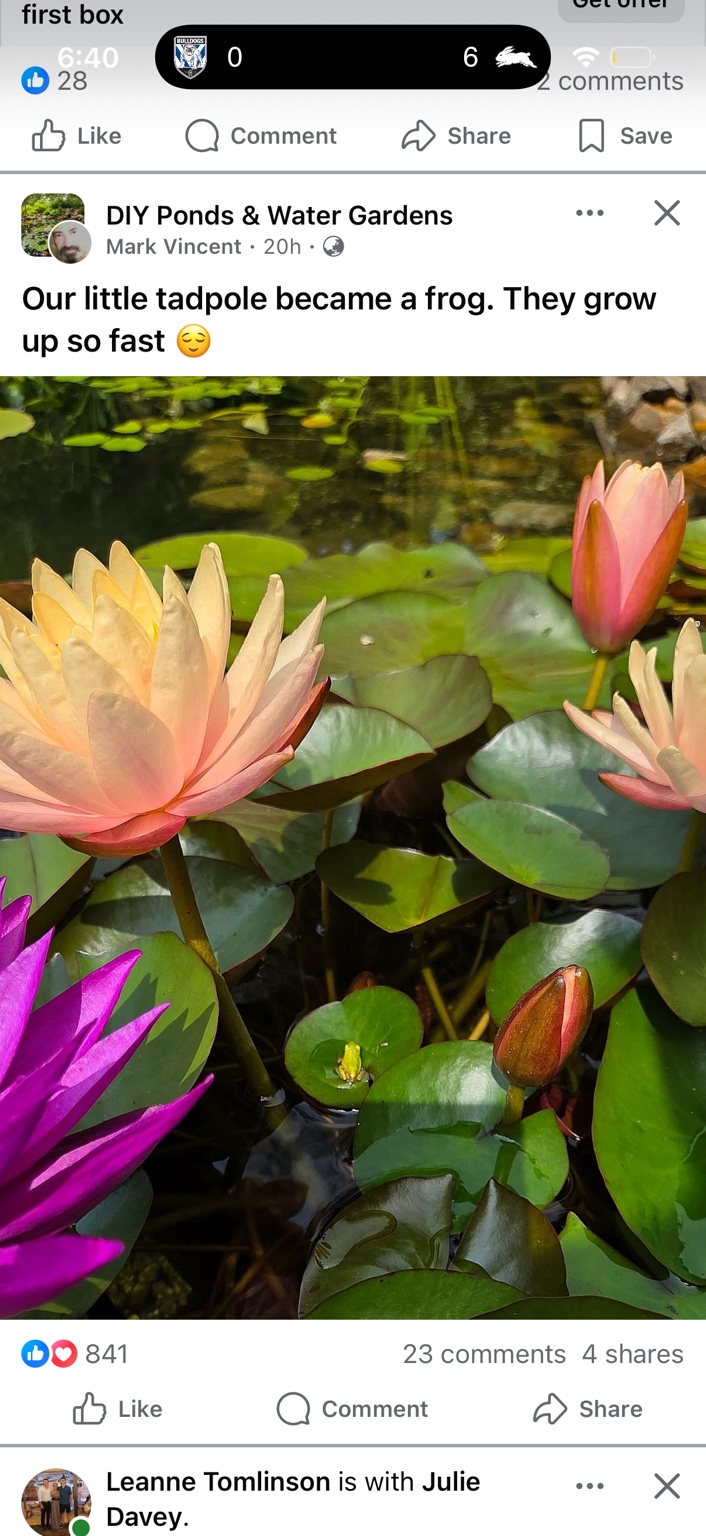 Waterlilies — a saved inspiration