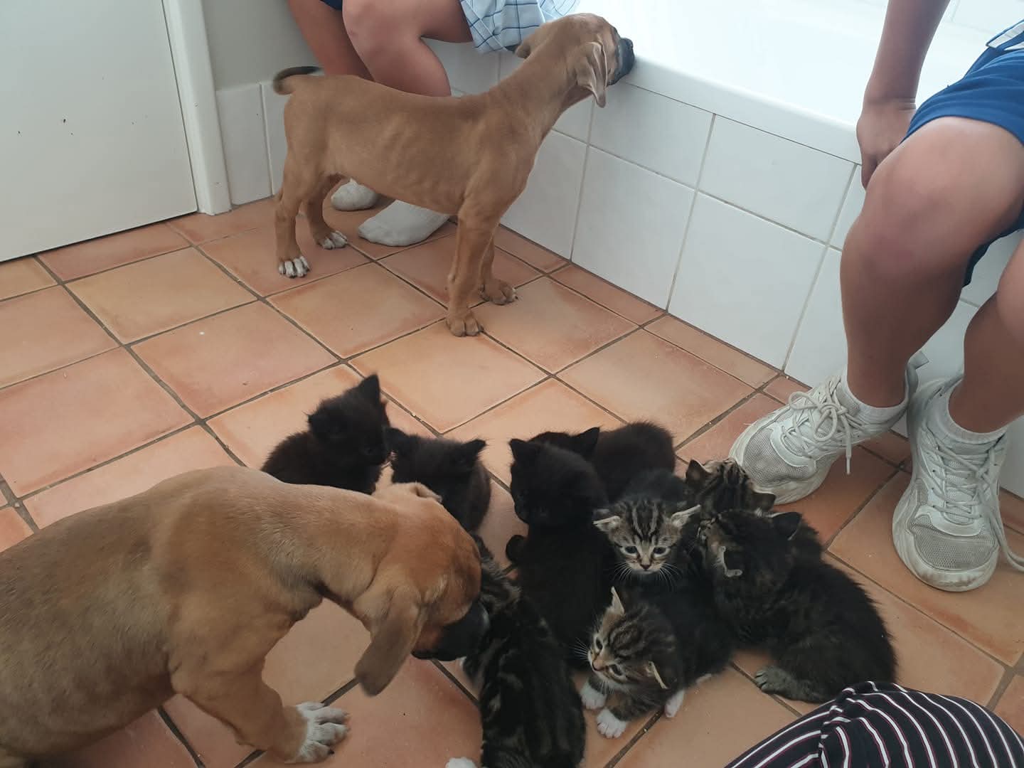A house full of little friends