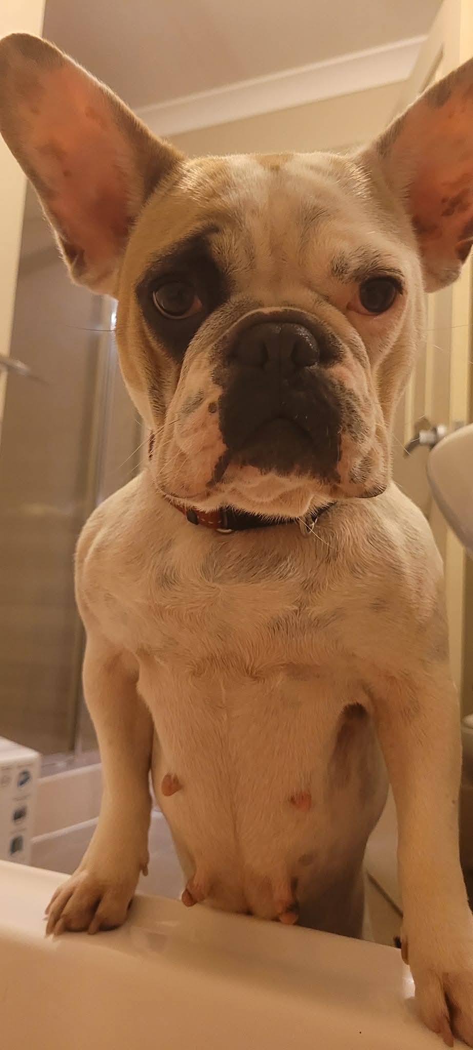All ears