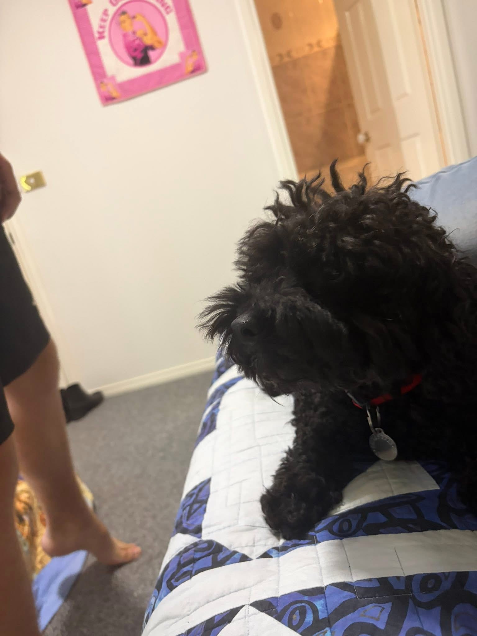 Bernie at home
