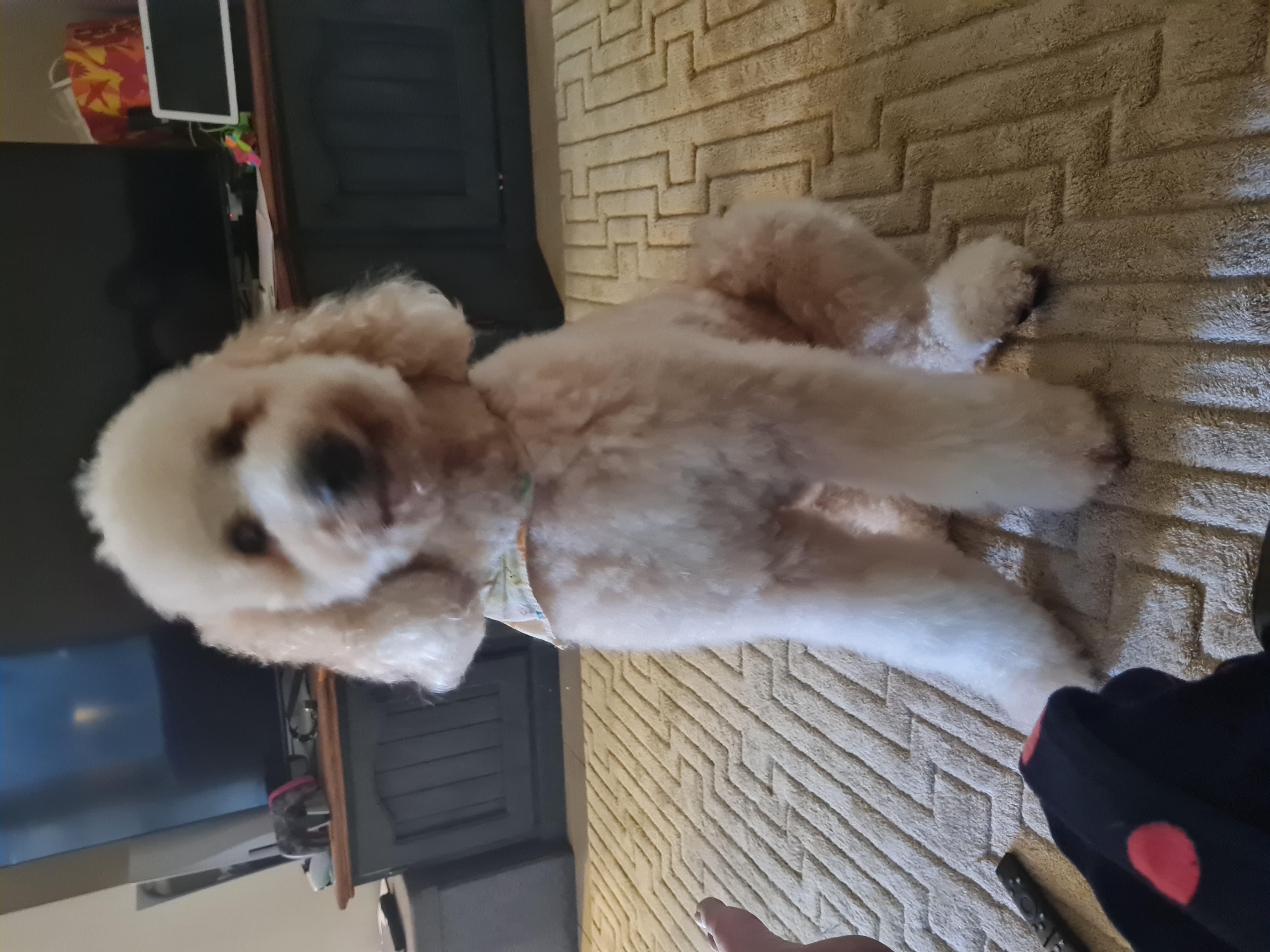 Bonnie at home