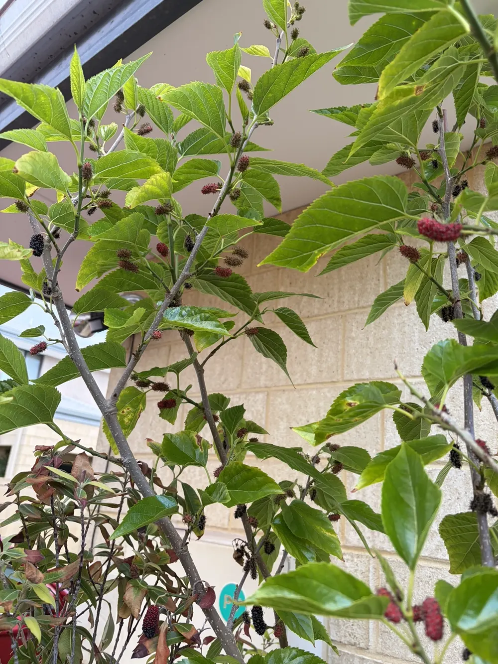 Close to home — mulberries in the garden